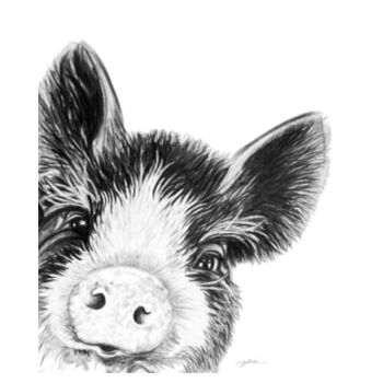 Piggy childrens Tee Design